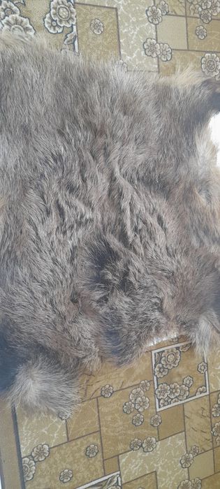 Продам шкуры кабана