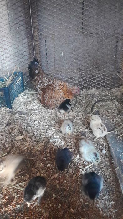 Продам Карлика ...