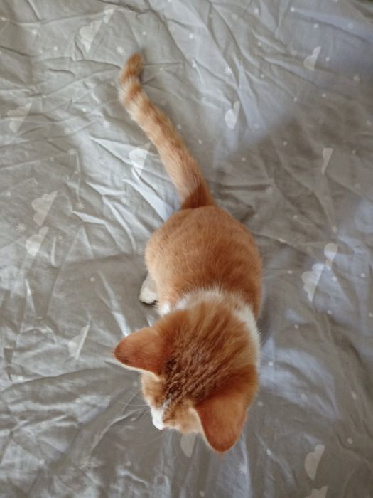 Котенок молодой 6 месяцев, мальчик, очень активный, домашний, чистый.