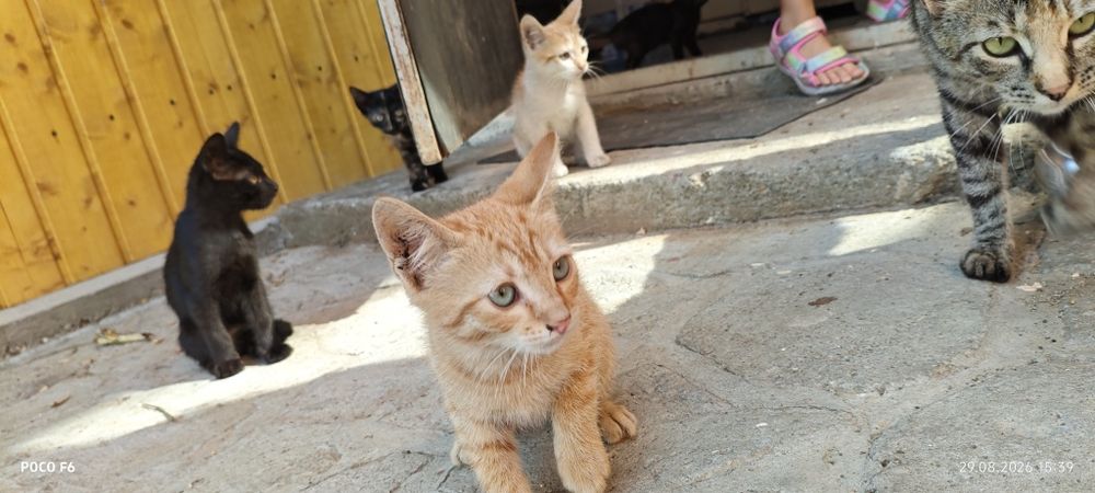 Ofer spre adopție
