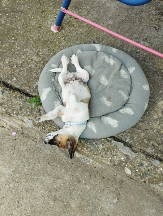 ИЗГУБЕН Джак Ръсел