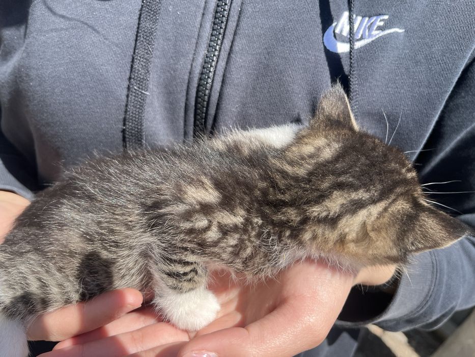 Подарявам котенца