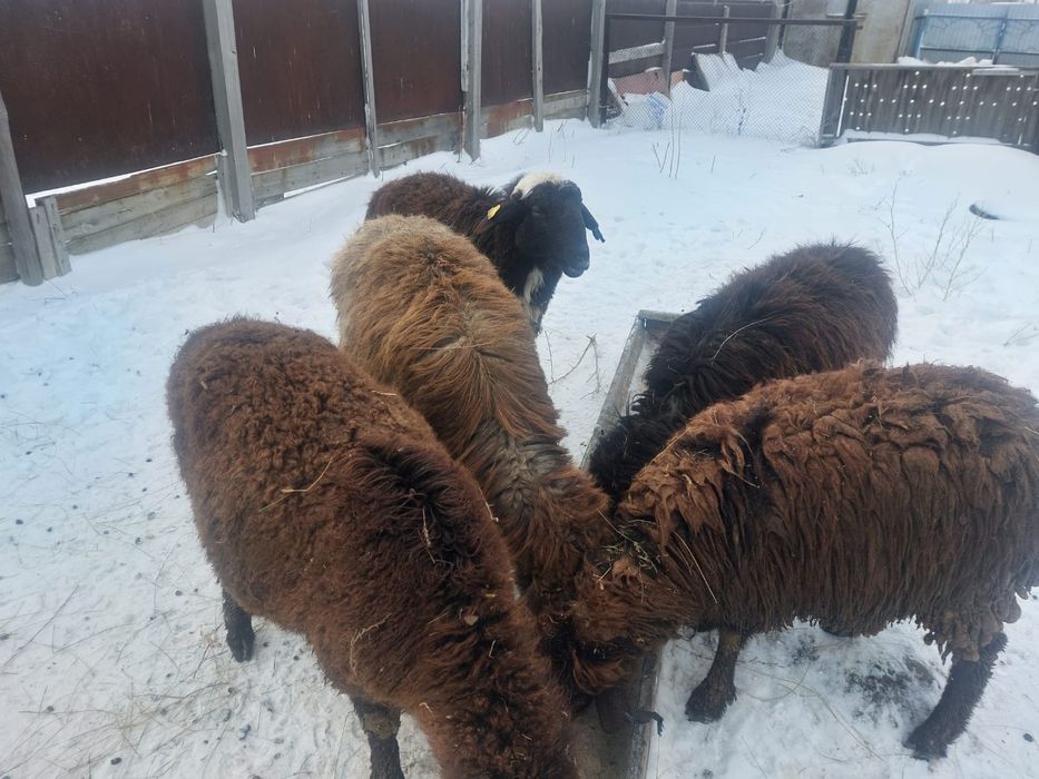 Продам кошкаров опытом