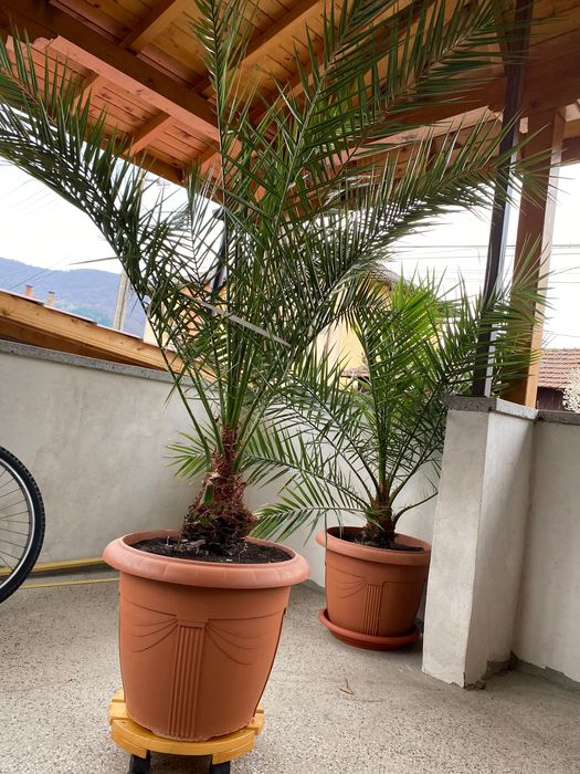 Голяма красива финикова палма висока близо 2 метра