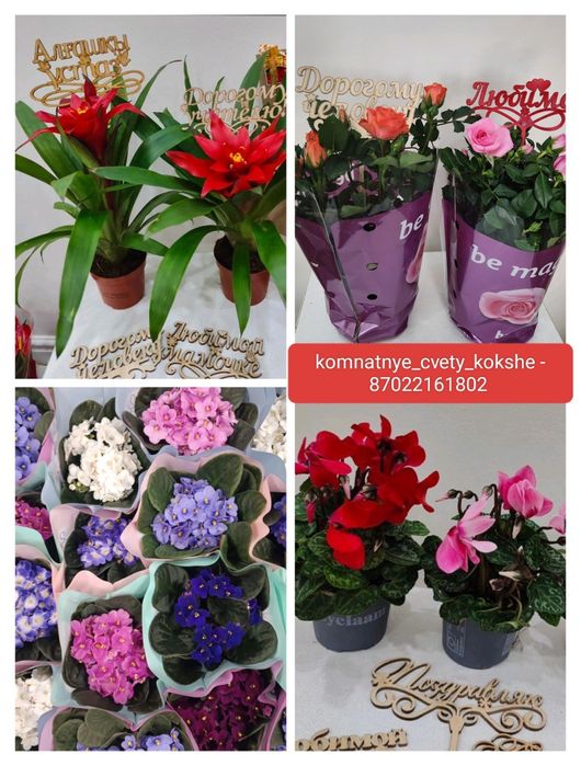 Комнатные цветы в горшочках