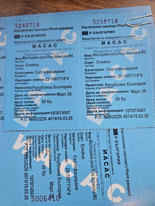 Разсад маслодайна роза. Документи!!!