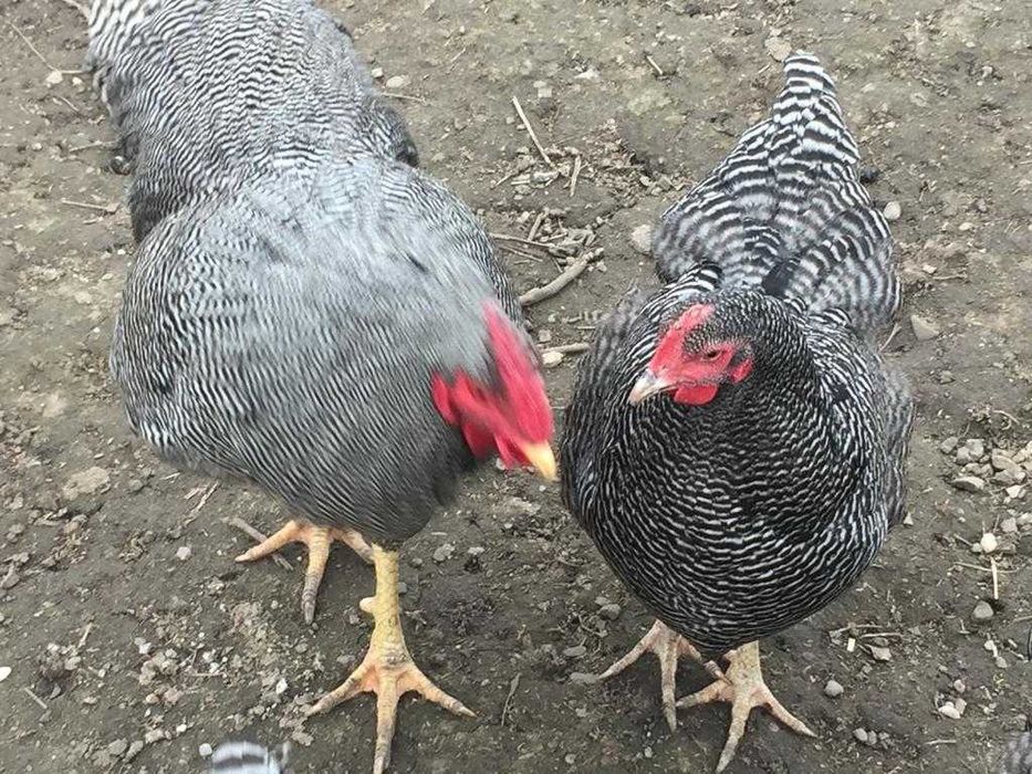 Vand gaini  Plymouth, Wyandotte auriu,Marans  La Bresse,