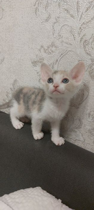 Котенок девочка породистая