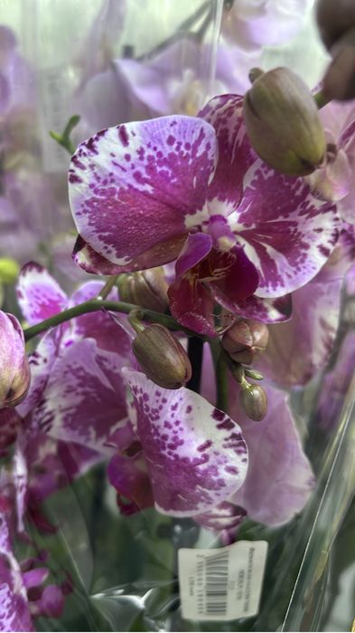 Орхидеи цветущие