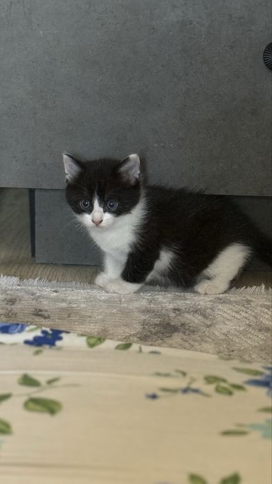 Отдам котенка мальчика