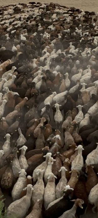 Кой қой, Бараны баран. Баран есть Доставка