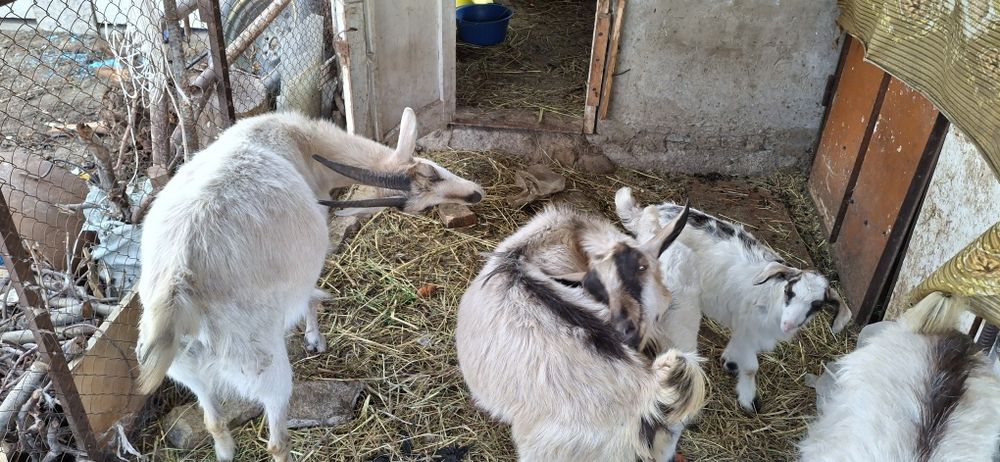 Баран, коза, кой ешкі