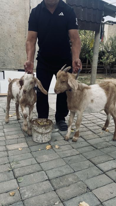 Битл нуби шатыс ешкілер
