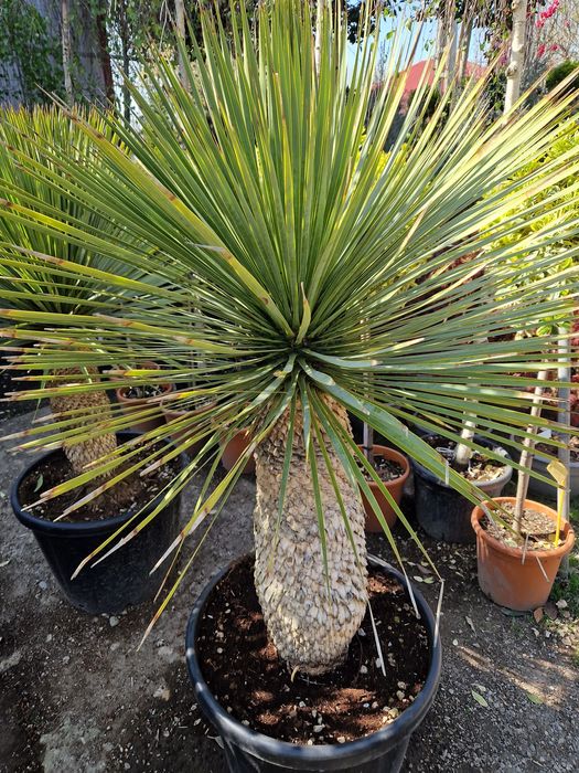 Plante ornamentale