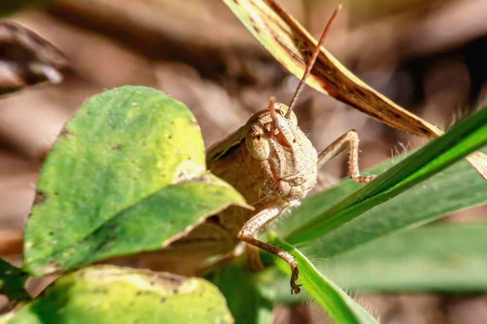 Sigma 180mm Apo Macro EX 3.5 обектив за Canon