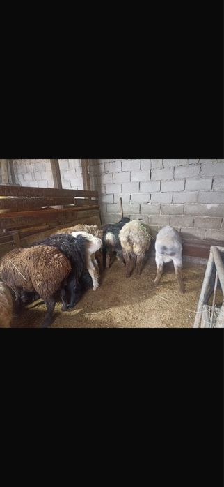 Саулық қойлар сатылады