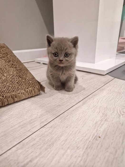 Британски котенца