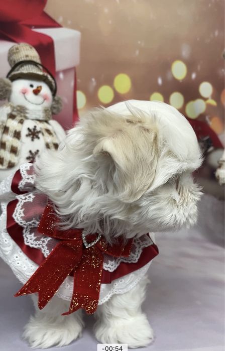 Щенки  элитные мальтезе