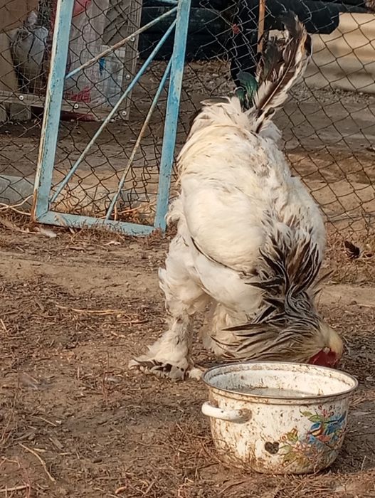 Катяға сусын беріп, трахты болды