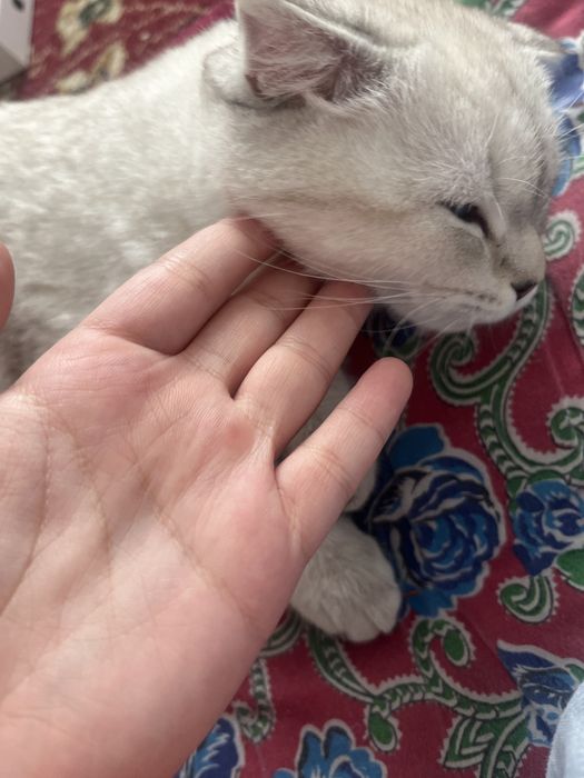Шотландская кошка сатылады!!