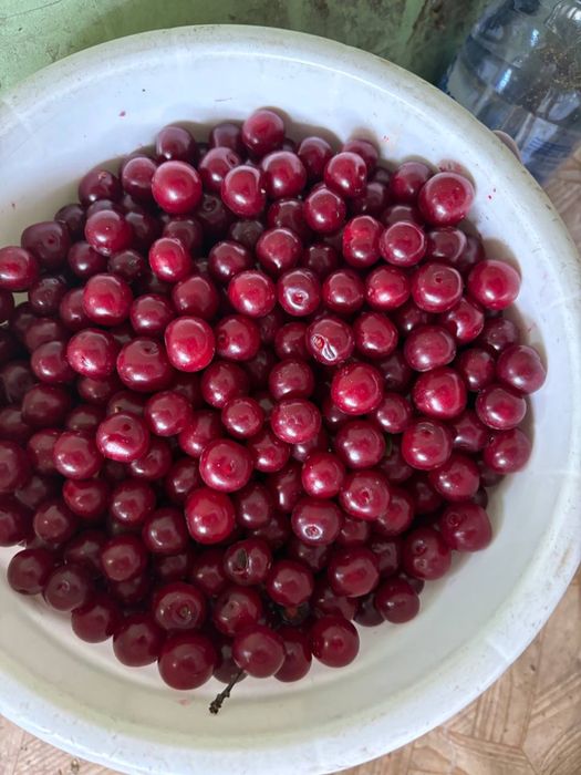 продам вишню помесь с черешней,дачная
