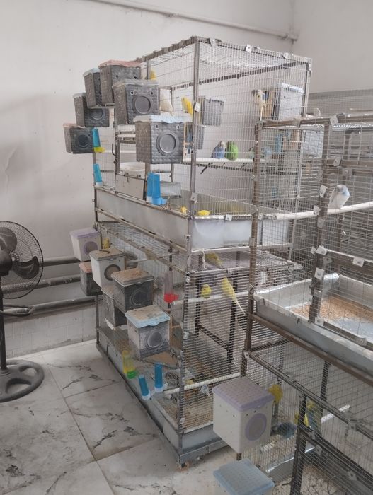 Готовый бизнес! Волнистый попугай. Tuti qushi