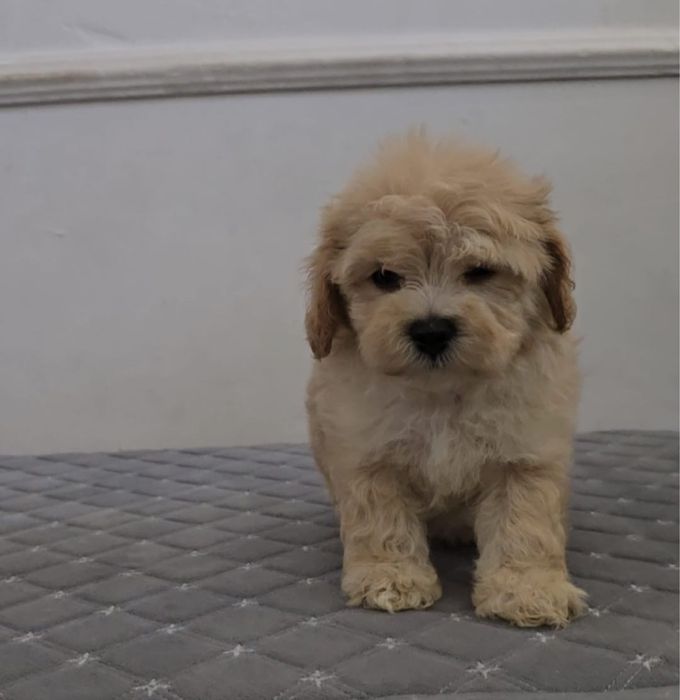 Продам щенков мальтипу