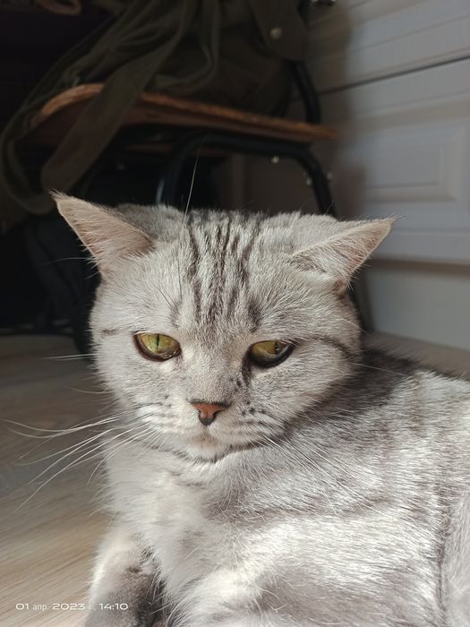 Британская кошка