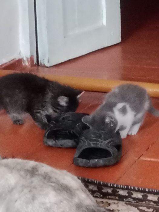 Отдам кошки добрым хорошим Людам бесплатно