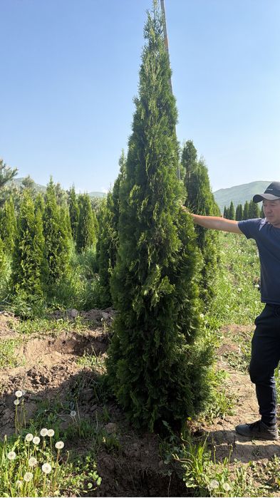 Туя Смарагд (Thuja Smaragd)