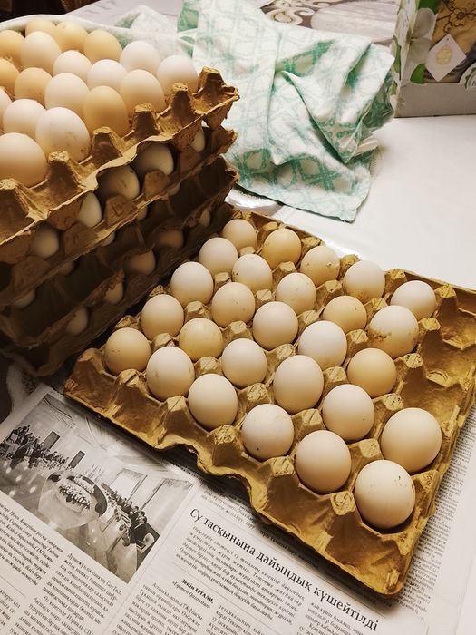 Бараковский барвистая