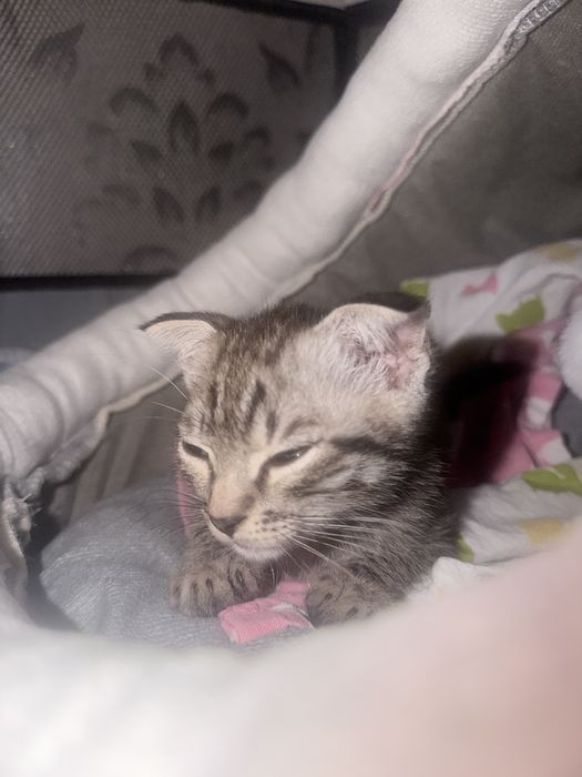 Котенок вислоухий