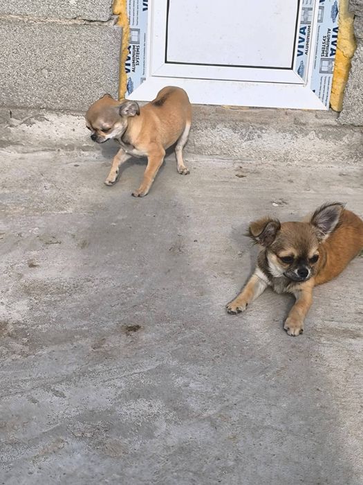 Чихуахуа момче и момиче