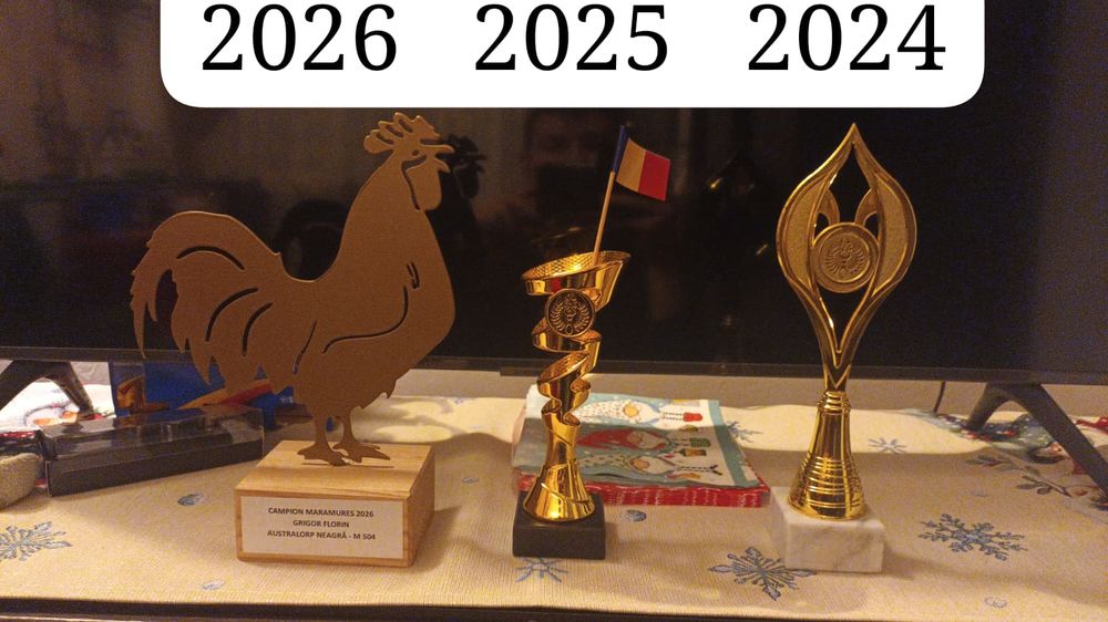 Ouă de incubat, pui australorp