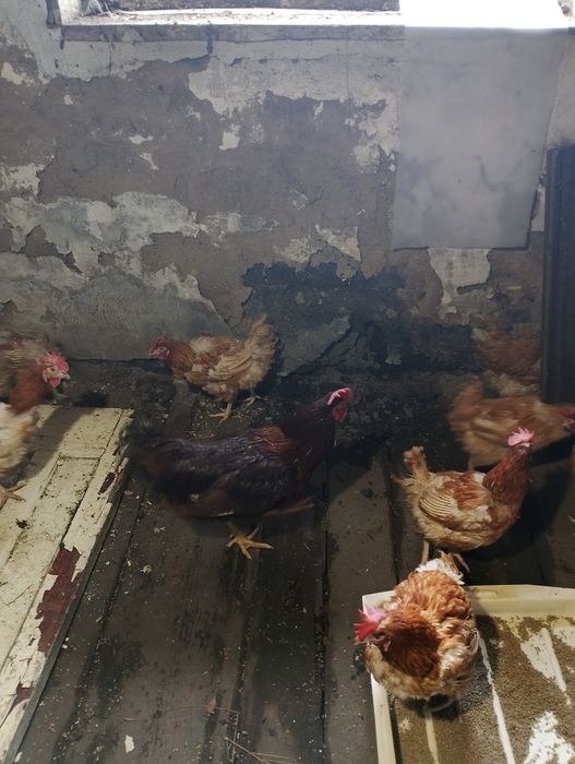 Инкубационные яйца Ломан браун и Леггорн стандарт