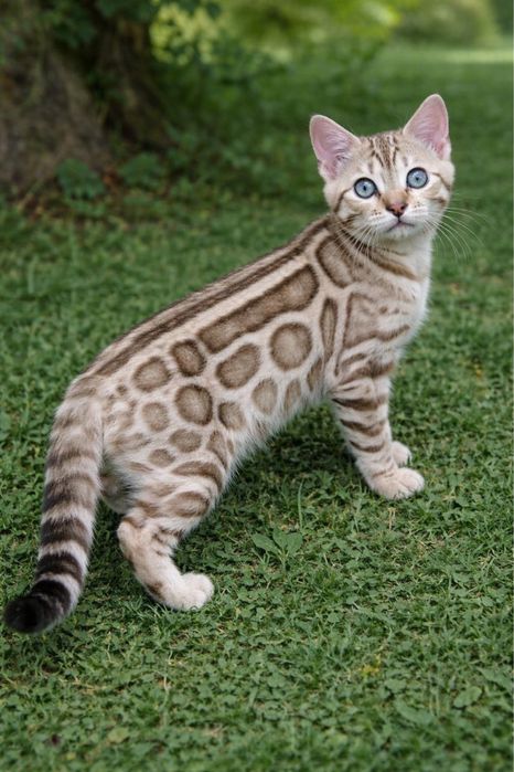 бенгальские котята