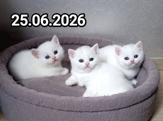 Британские котята