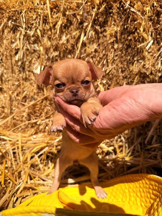 Продаются щенки чихуахуа