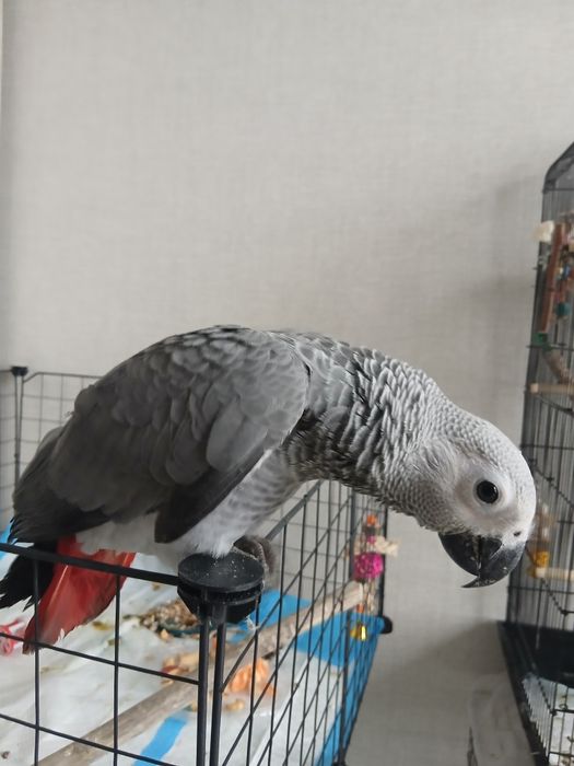 Продам птенца Жако