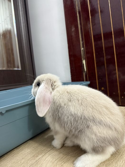 Продам кролика (карликовый баран)