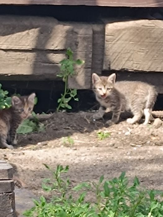 Есть котята ,от брошенной кошки