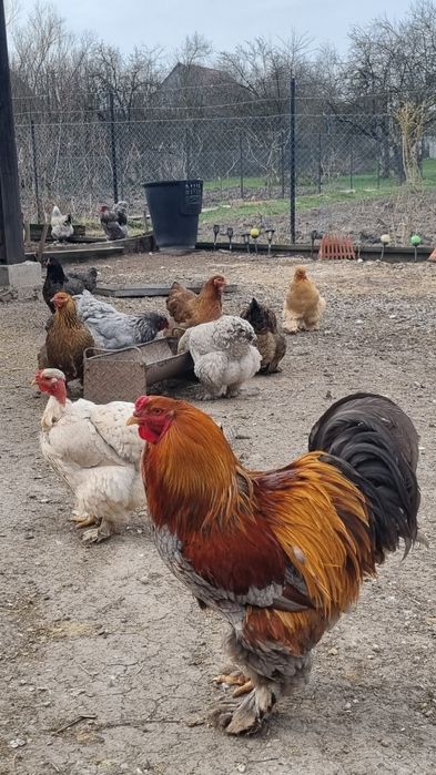 Ouă de la găini  Brahma pentru incubat