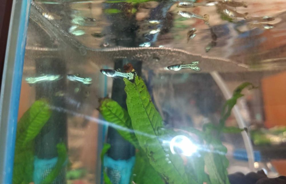 Vand perechi de guppy snakeskin