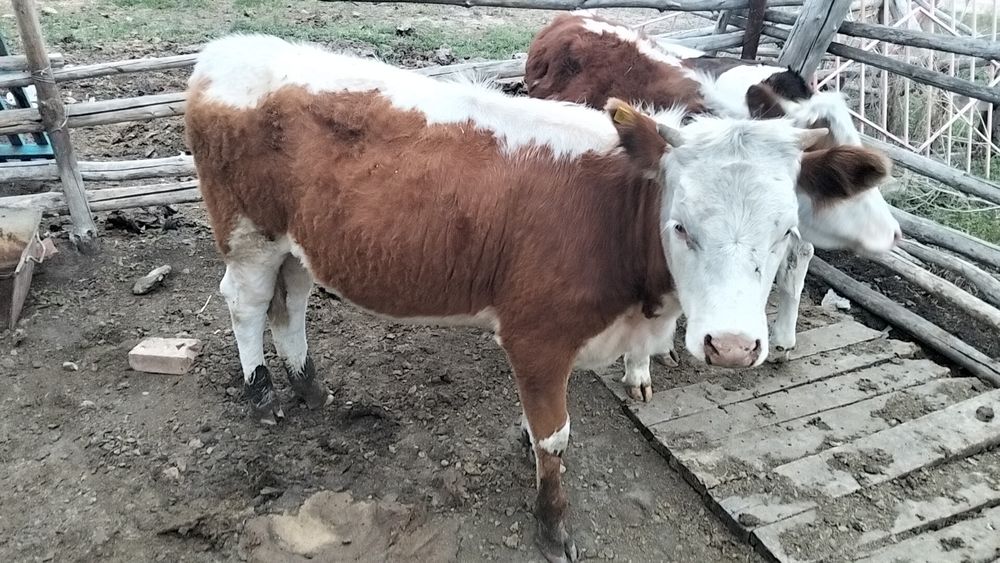 Продам годовалых телок