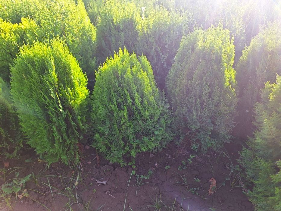 Арчалар. Глобус шаклида.