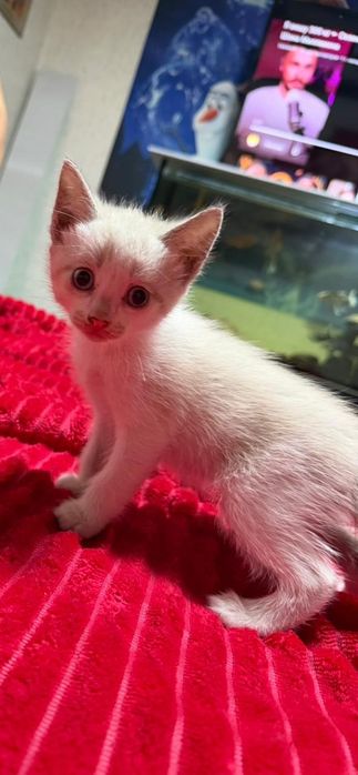 Отдам котят 2 месяца