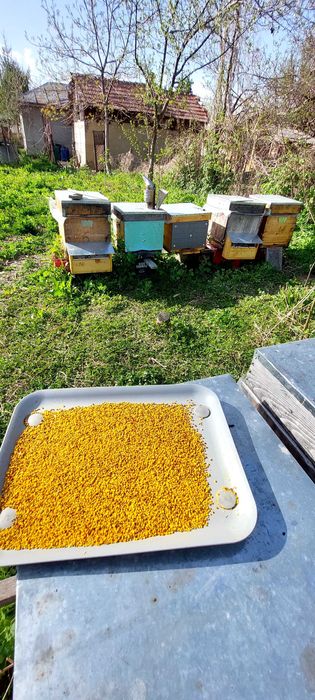 Vînd 50 familii de albine