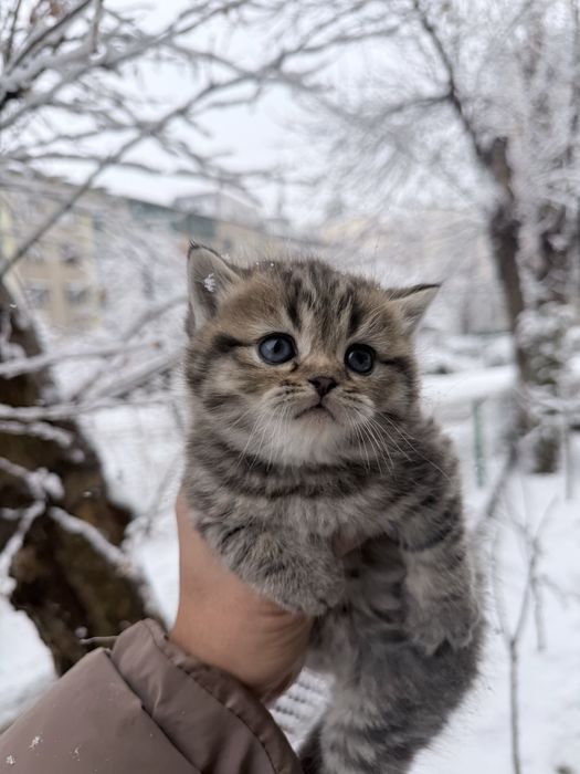 Scotish fold Sotiladi