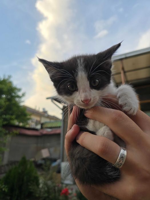 Котята ищут семьи!