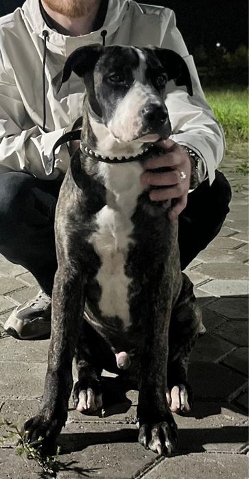 Ищем сучку для вязки